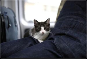 保護猫専務